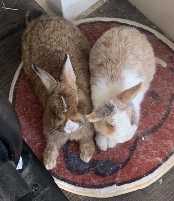 Tudou and Nuomi resting together